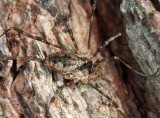 Odiellus pictus