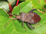 Helmeted Squash Bug - Euthochtha galeator