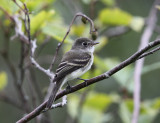 Least Flycatcher - Empidonax minimus