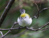 Chestnut-sided Warbler - Setophaga pensylvanica