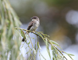 Eastern Phoebe - Sayornis phoebe