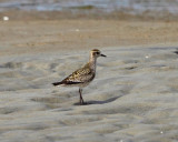 American Golden Plover - Pluvialis dominica