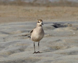 American Golden Plover - Pluvialis dominica