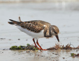 Ruddy Turnstone - Arenaria interpres