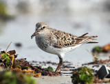 White-rumped Sandpiper - Calidris fuscicollis