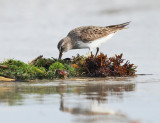 White-rumped Sandpiper - Calidris fuscicollis