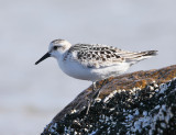 Sanderling - Calidris alba
