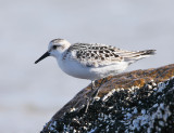 Sanderling - Calidris alba