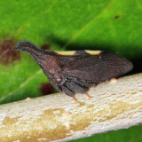 Enchenopa sp.