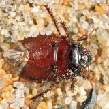 Pangaeus bilineatus (teneral)