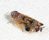 Scaphoideus sp. (with parasite attached)