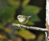 Tennessee Warbler - Oreothlypis peregrina 