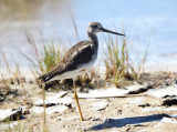 Greater Yellowlegs - Tringa melanoleuca