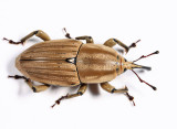 Clay-coloured Billbug - Sphenophorus aequalis