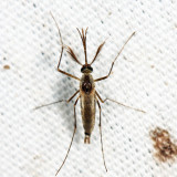 Eastern Treehole Mosquito - Ochlerotatus triseriatus 
