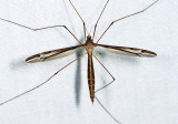 Tipula tricolor