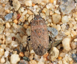Sand Bug - Emblethis vicarius