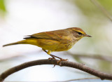 Palm Warbler - Setophaga palmarum