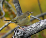 Common Yellowthroat - Geothlypis trichas (immature male)