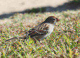White-crowned Sparrow - Zonotrichia leucophrys