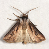 10651 - Venerable Dart - Agrotis venerabilis