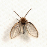 Quatiella sp.