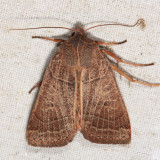 9950 - Silky Sallow - Chaetaglaea sericea
