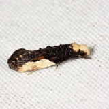 0418.1 - Yellow-headed Monopis Moth - Monopis pavlovski