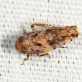 Menosoma cincta