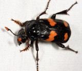 Roundneck Sexton Beetle - Nicrophorus orbicollis