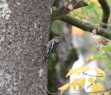 Yellow-bellied Sapsucker - Sphyrapicus varius