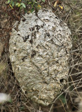 Bald-faced Hornet nest - Dolichovespula maculata
