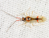 Hyaliodes harti