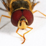 Syrphus sp. (vitripennis or rectus)