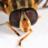 Helophilus fasciatus