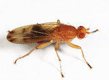 Heleomyzidae flies