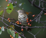 Hermit Thrush - Catharus guttatus