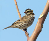 Savannah Sparrow - Passerculus sandwichensis