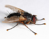 Ptilodexia rufipennis