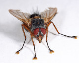 Ptilodexia rufipennis
