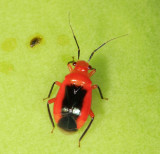 Miridae - Tenthecoris sp.