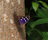 Florida Purplewing - Eunica tatila