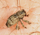 Cryptorhynchinae