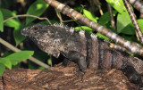 Black Iguana - Ctenosaura similis