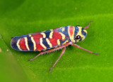 Agrosoma placetis