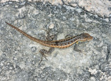 Cozumel Spiny Lizard - Sceloporus cozumelae