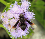 Myrmecopsis strigosa