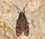 Eucereon sp. (rogersi?)