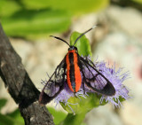 Loxophlebia imitata