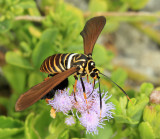 Horama oedippus